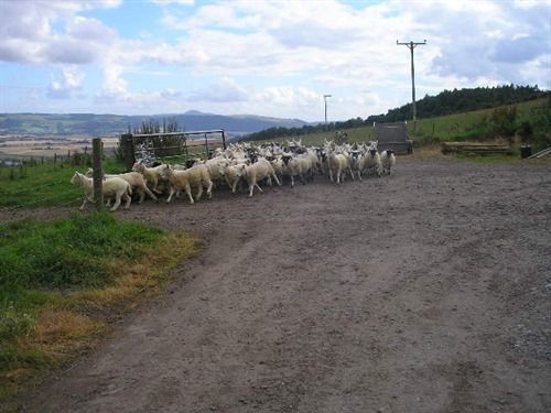 לינה וארוחת בוקר פרת' Northlees Farm מראה חיצוני תמונה